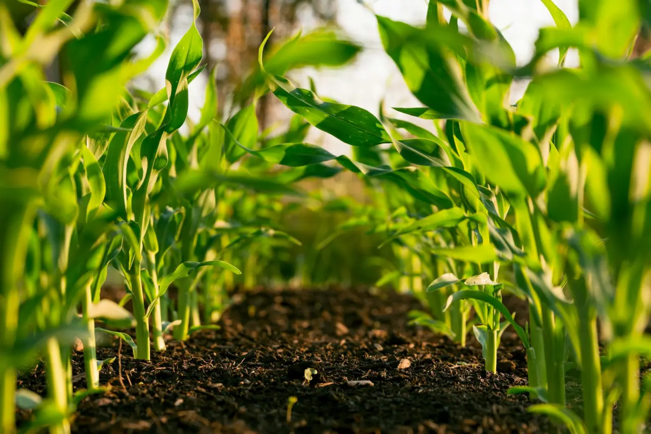 What Do Agricultural Insurances Cover? Mandatory and Voluntary Scope